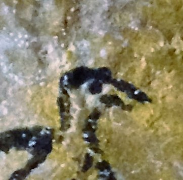 ראש האיש מסובב.jpg