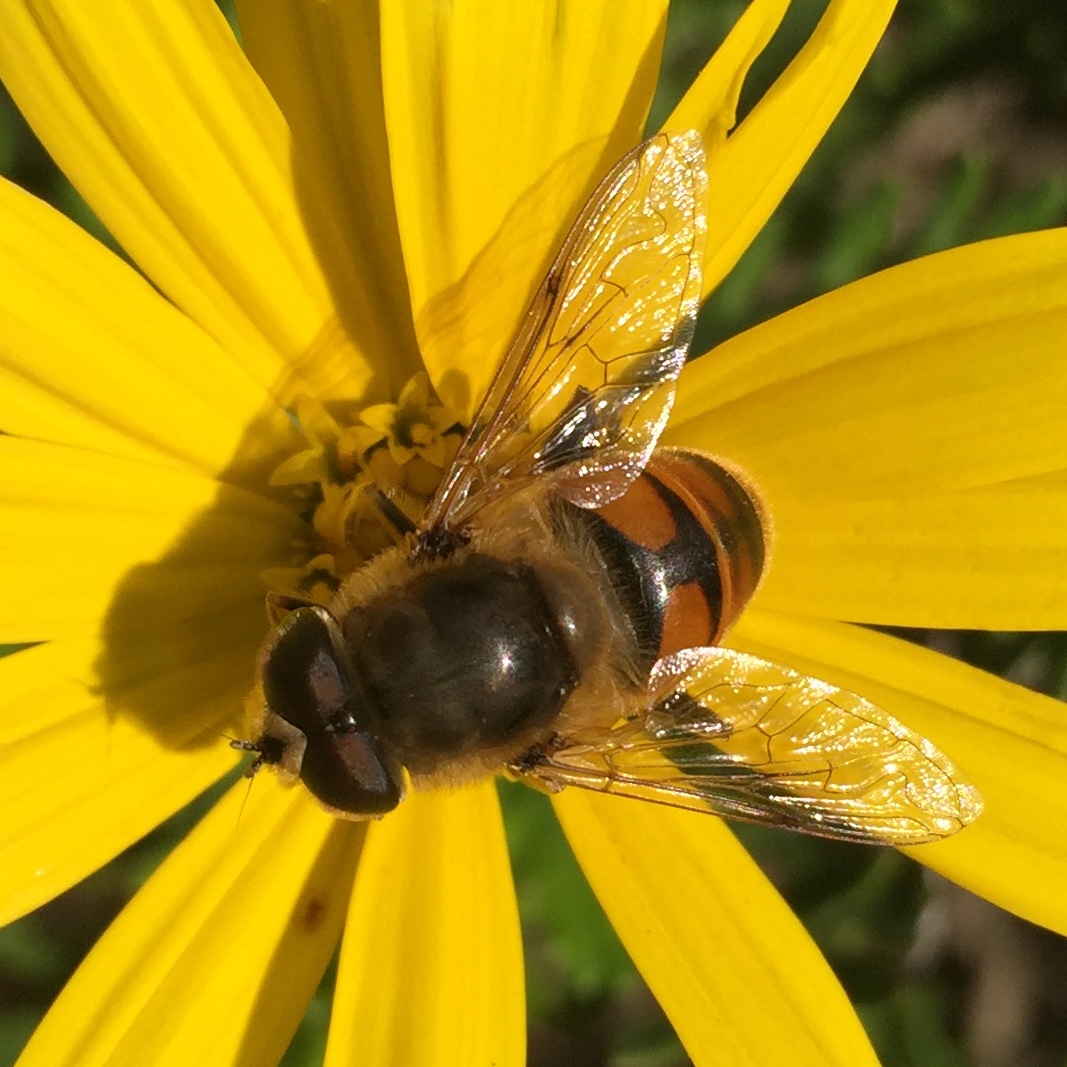רקבן הבוץ (זבוב דמוי דבורה). תצלום: ד"ב