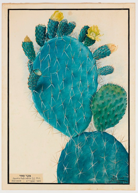 אהרן הלוי, צבר מצוי 1919.jpg