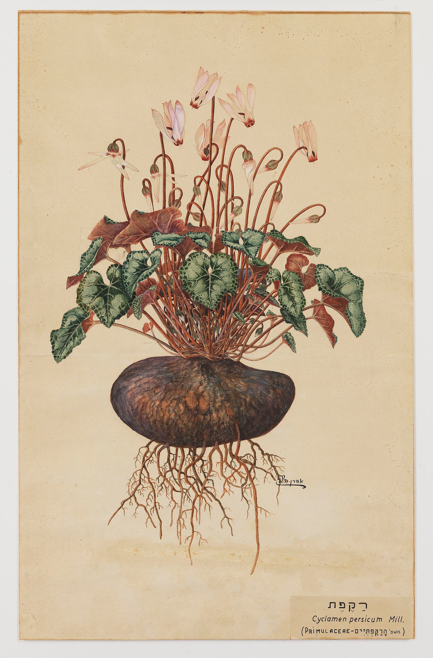 אהרן הלוי, רקפת 1920 בקירוב.jpg