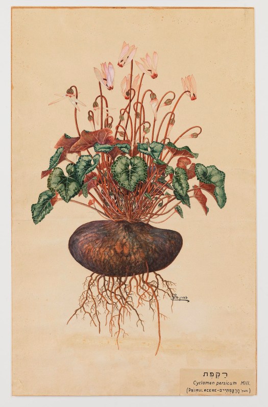 אהרן הלוי, רקפת 1920 בקירוב.jpg