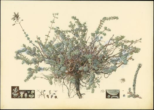 שמואל חרובי אזוב מצוי 1923-27.jpg