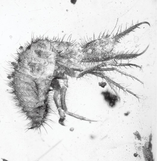 מאובן ארינמל.jpg