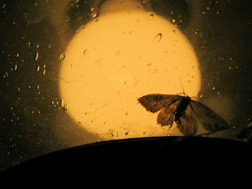 moth_light_500